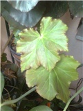 begonia3